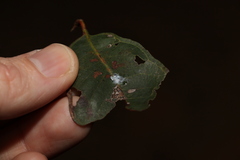 Sternorrhyncha