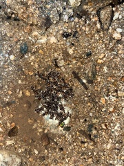 Brachyponera chinensis