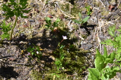 Epilobium anagallidifolium