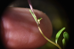 Epilobium anagallidifolium