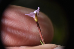 Epilobium anagallidifolium