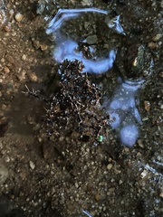 Brachyponera chinensis