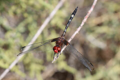 Dythemis fugax