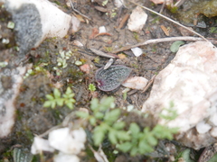 Eriochilus collinus collinus