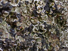 Psora
