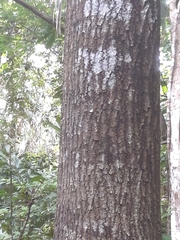 Couroupita guianensis