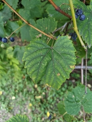 Vitis riparia