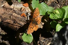 Boloria