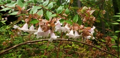 Abelia