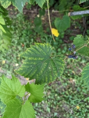 Vitis riparia