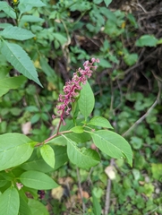 Phytolacca americana