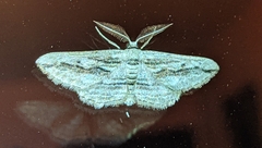 Ecleora solieraria