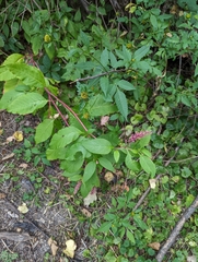 Phytolacca americana
