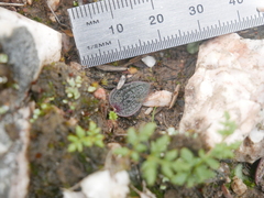 Eriochilus collinus collinus