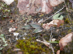 Eriochilus collinus collinus