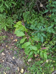 Phytolacca americana