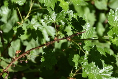 Ribes lacustre