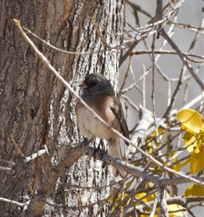 Junco hyemalis mearnsi