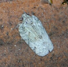 Flatoidinus punctatus