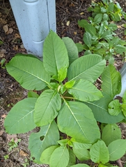 Phytolacca americana