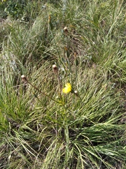 Tragopogon pratensis