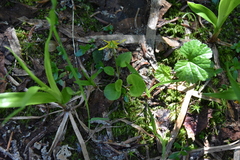 Viola orbiculata