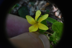 Viola orbiculata