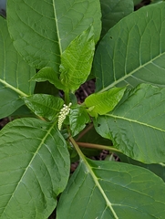 Phytolacca americana