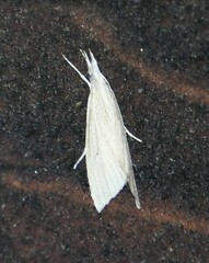 Eoreuma densellus