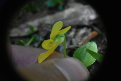 Viola orbiculata