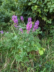 Lythrum salicaria