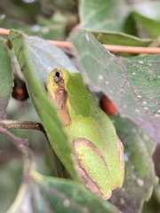 Hyla japonica