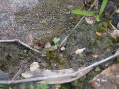 Eriochilus collinus collinus