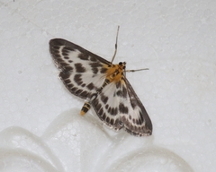 Anania hortulata
