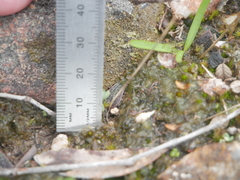 Eriochilus collinus collinus