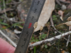 Eriochilus collinus collinus