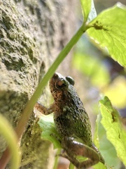 Fejervarya kawamurai