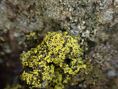 Candelariella
