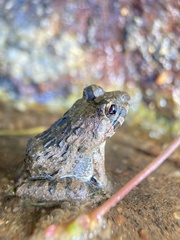 Fejervarya kawamurai