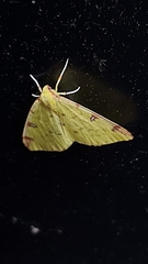 Opisthograptis luteolata