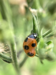 Coccinella septempunctata