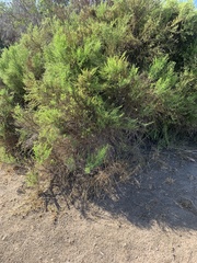 Ericameria pinifolia