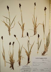 Carex albonigra