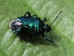 Zicrona caerulea