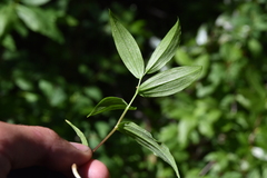 Streptopus streptopoides