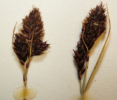 Carex albonigra