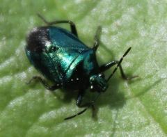 Zicrona caerulea