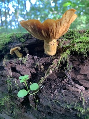 Gymnopilus