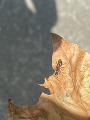 Camponotus chromaiodes