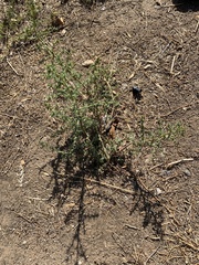 Amaranthus albus